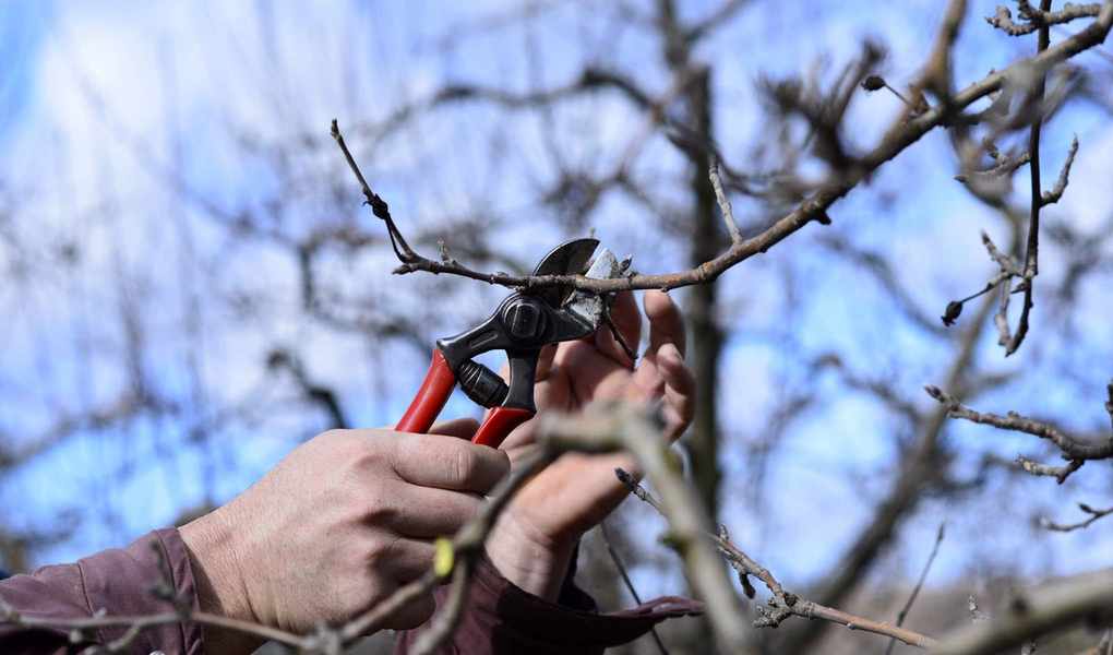 5 Winter Pruning Tips for Healthier, More Productive Fruit Trees