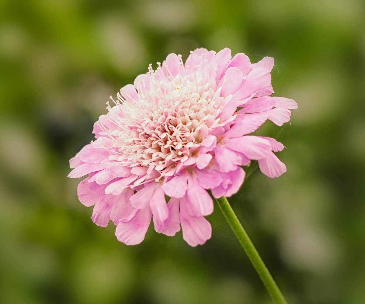 butterfly garden Scabiosa Kudo Pink ('Ichpin') in full bloom in summer