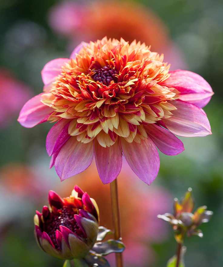 Dahlia Floorinoor