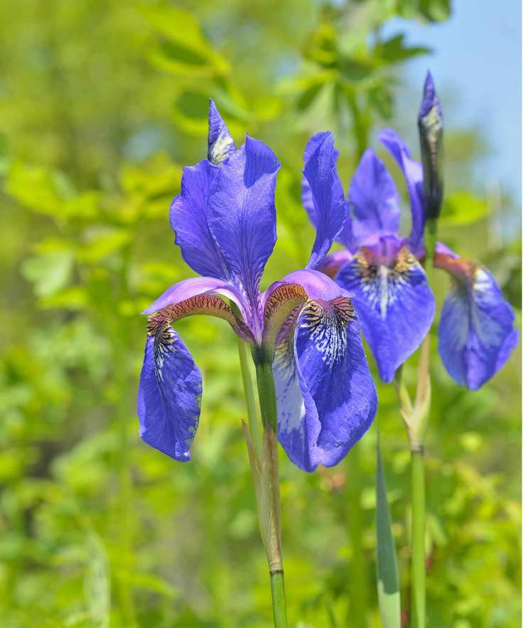 The bristle-pointed iris, or Iris setosa, with blue blooms