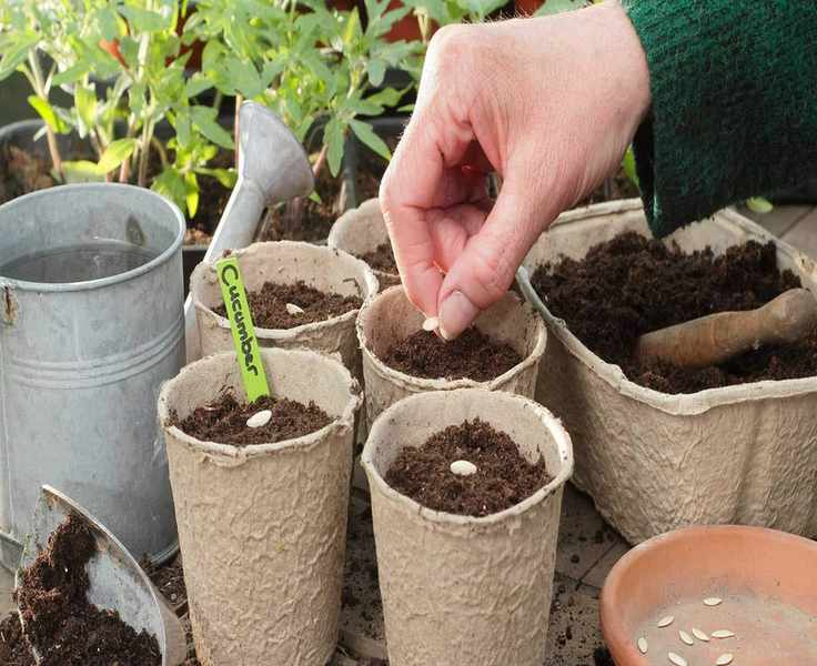 A Simple Guide to Saving Cucumber Seeds for Your Garden