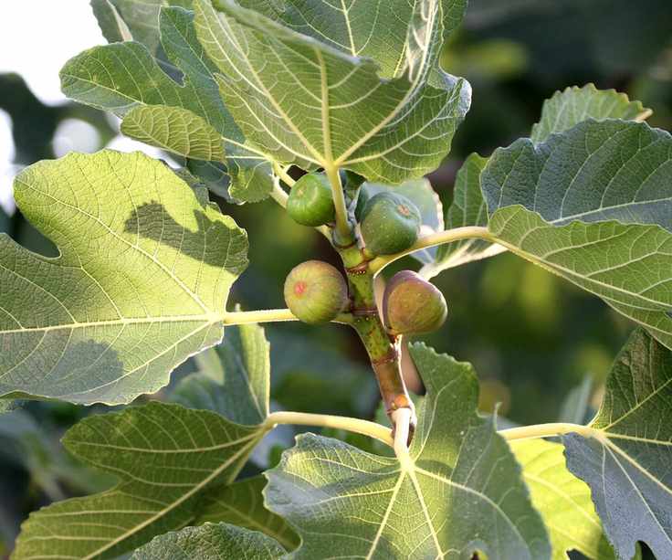 Fig tree in sunlight