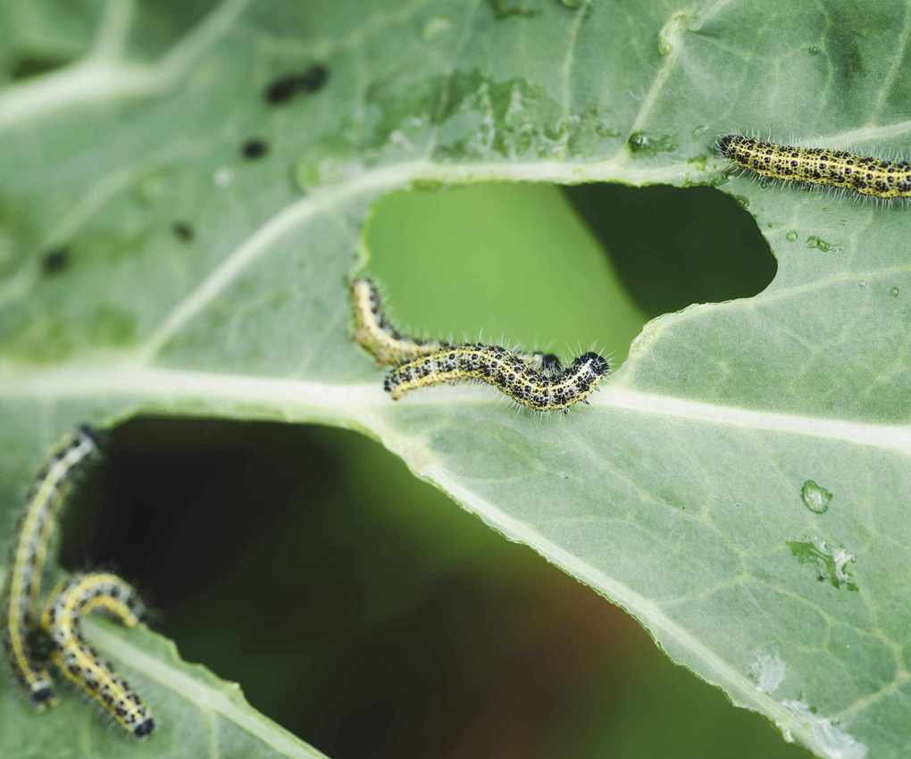Caterpillars consuming cabbage leaves in a garden