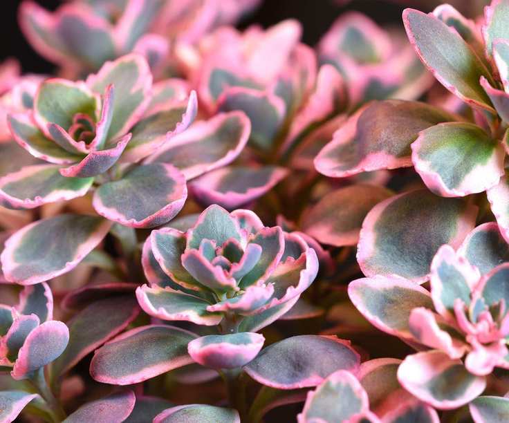 Stonecrop Sunsparkler 'Dream Dazzler'