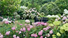 Grow For Me Gardening hydrangeas
