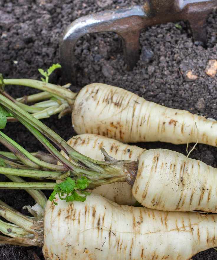 Harvesting fresh parsnips in the garden