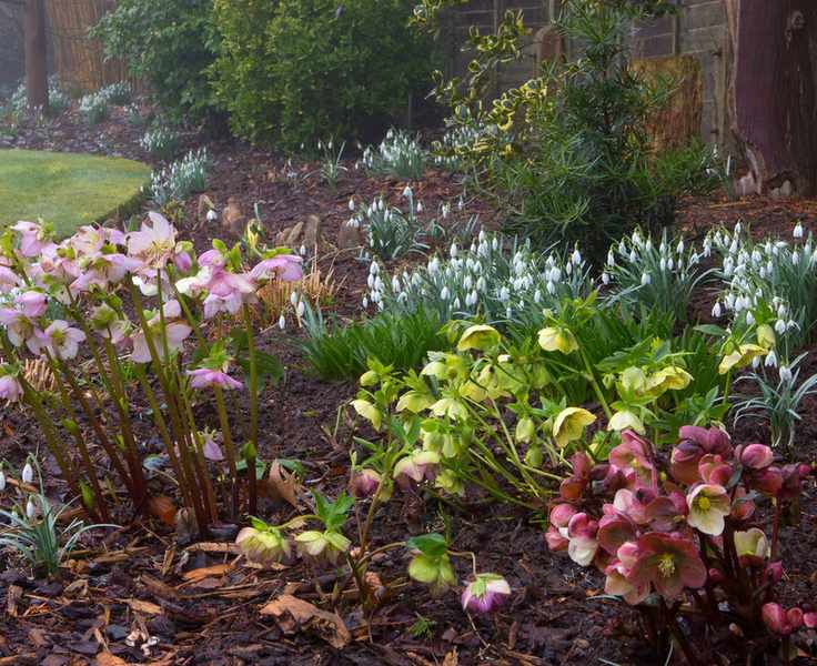 snowdrops planted in a winter garden border with hellebores