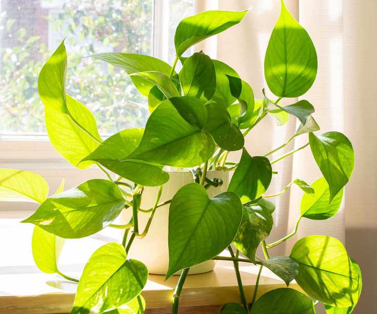pothos on windowsill