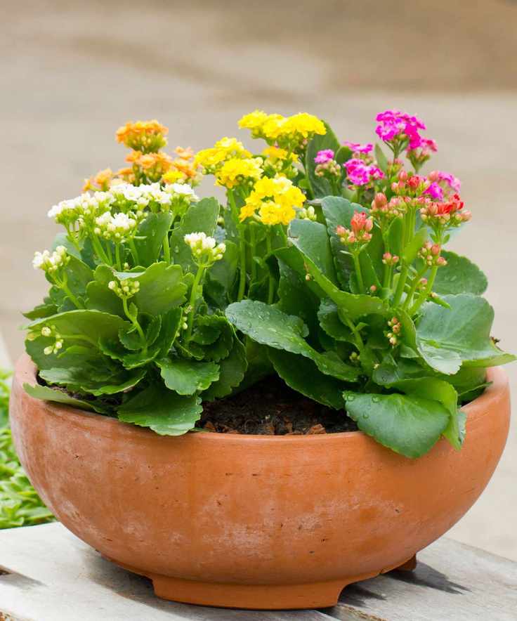 Kalanchoe