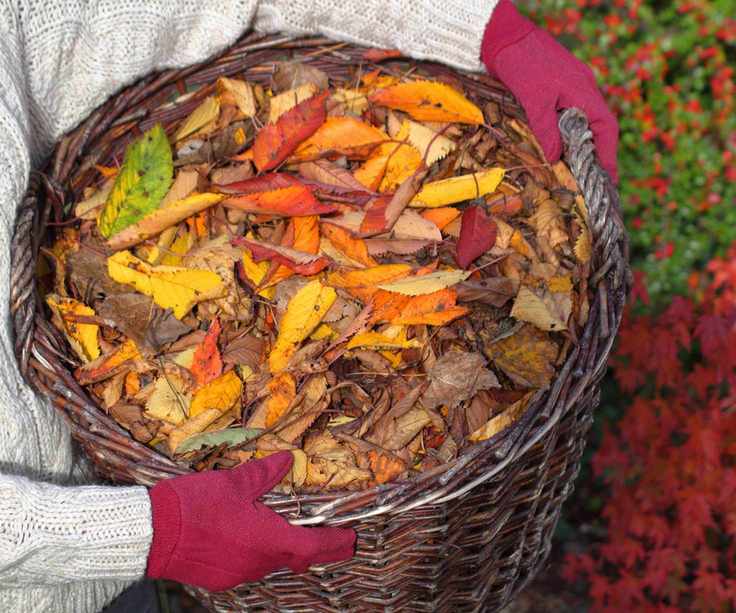 Gardener gathering fallen leaves in fall