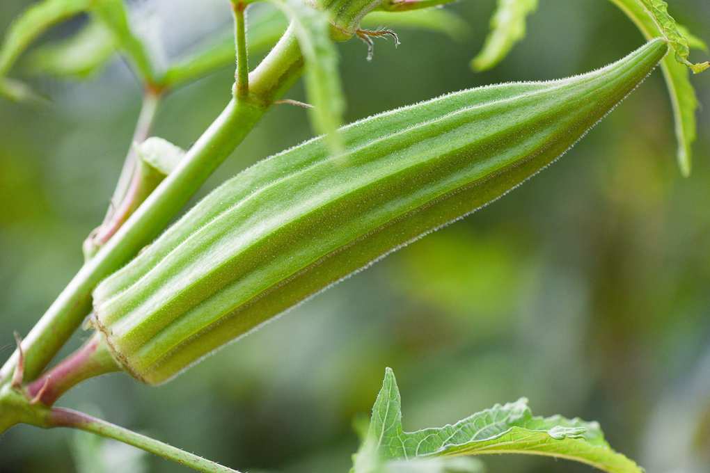 Okra pod