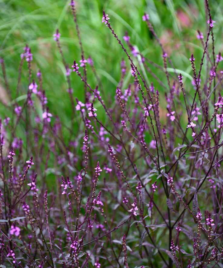 Verbena officinalis var. grandiflora 'Bampton'