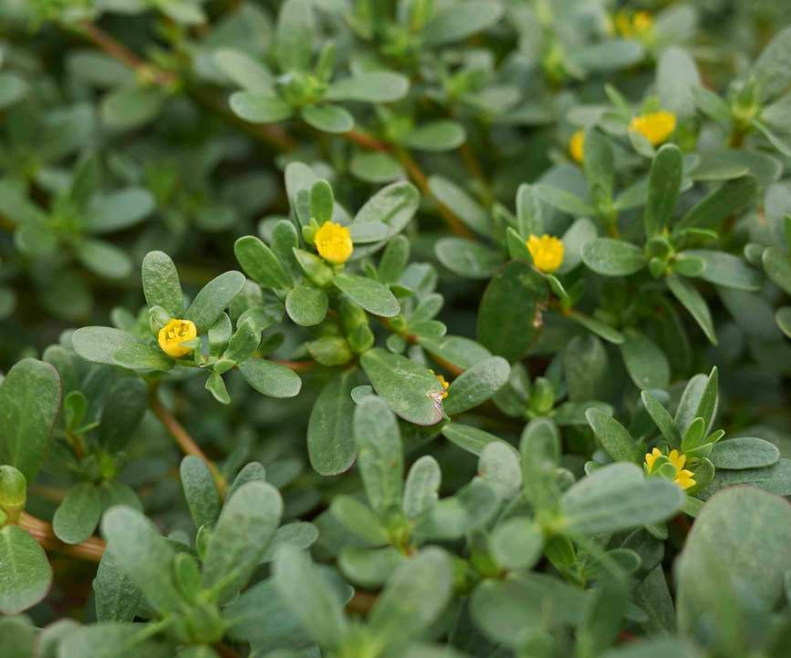 purslane with yellow flowers