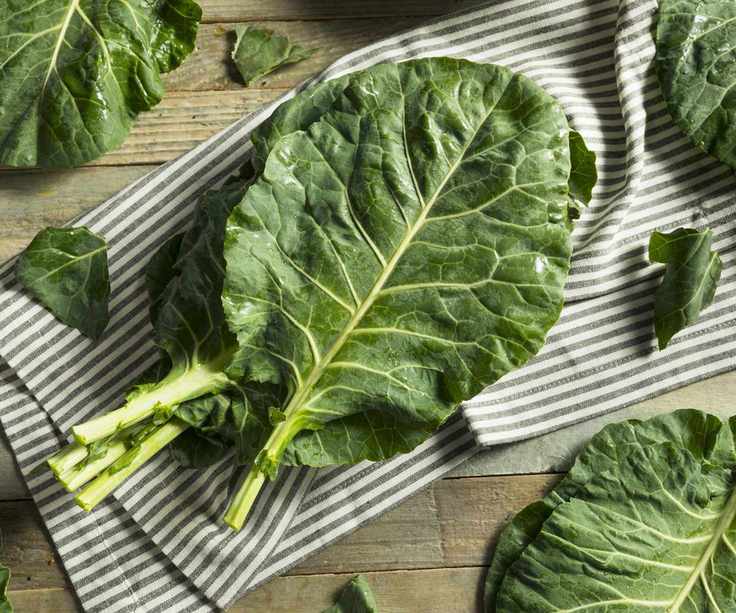 Harvested collard greens leaves