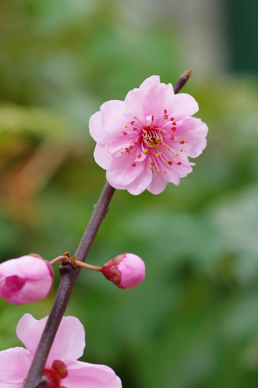 plum tree blossom
