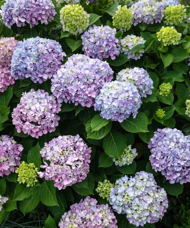 Light purple and blue hydrangea bush