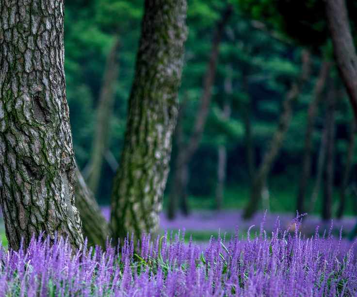 Liriope muscari blooming in a forest