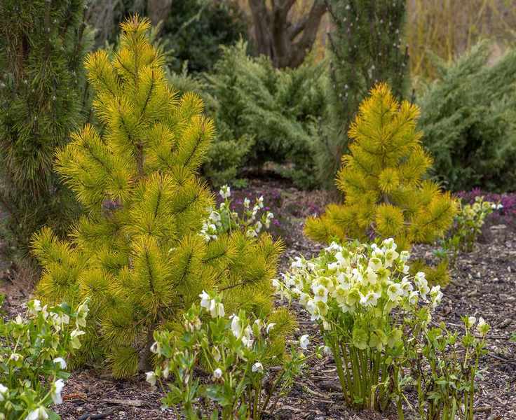 A spring garden planting with white hellebore flowers and Pinus contorta 'Chief Joseph'