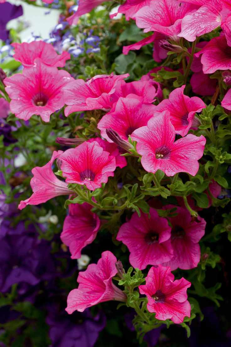 pink petunias