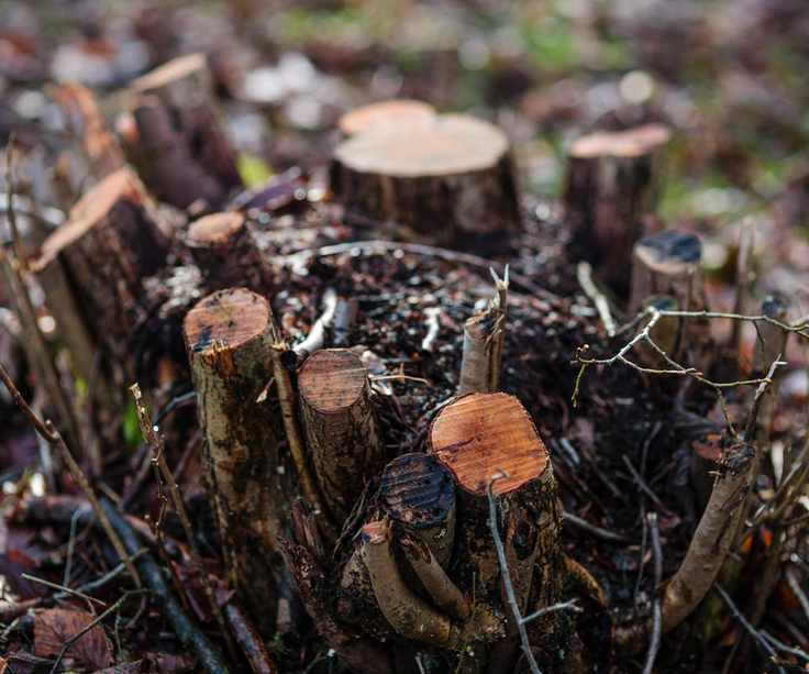 The remaining stumps of freshly-coppiced hazel stems