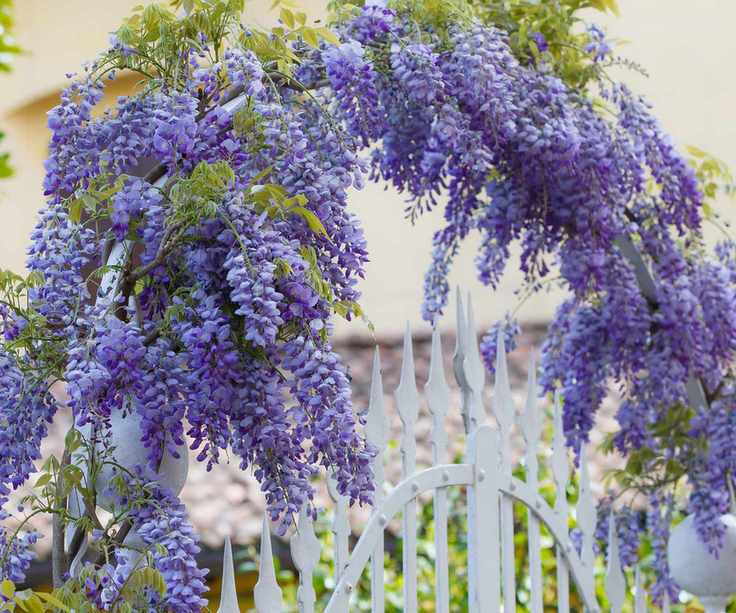 wisteria arch and gate