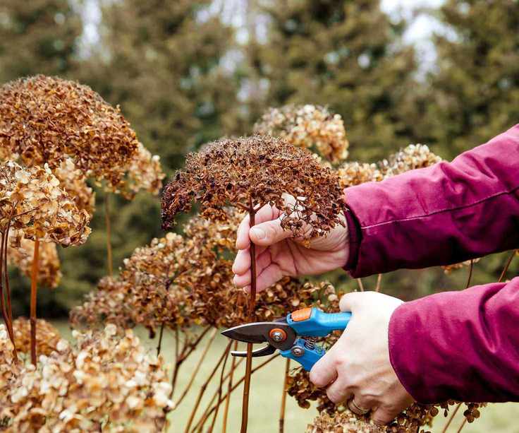 deadheading hydrangeas