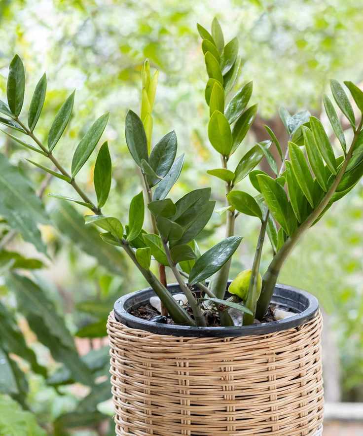 ZZ plant in rattan pot