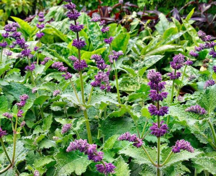 Purple Rain salvias flowering in summer display