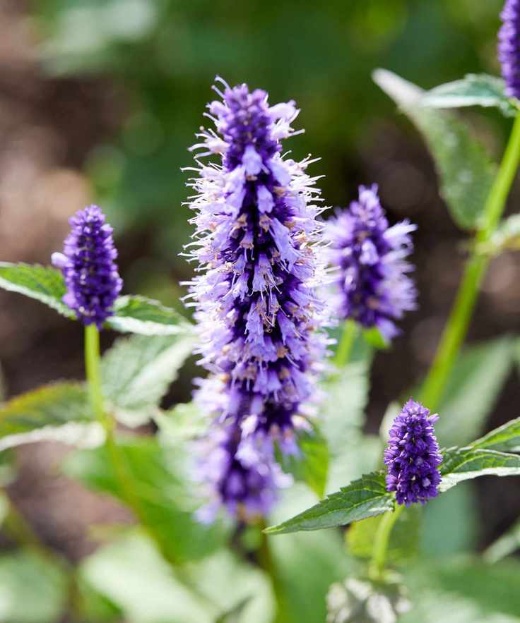 purple flowers of agastache black adder