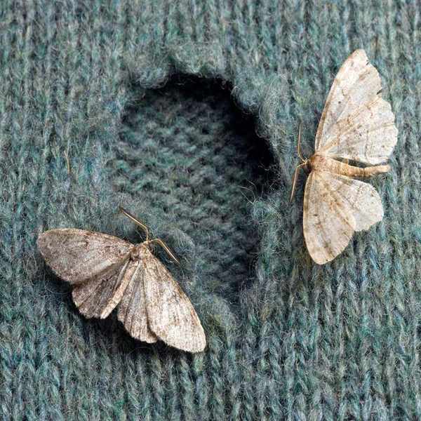 Moth on clothes