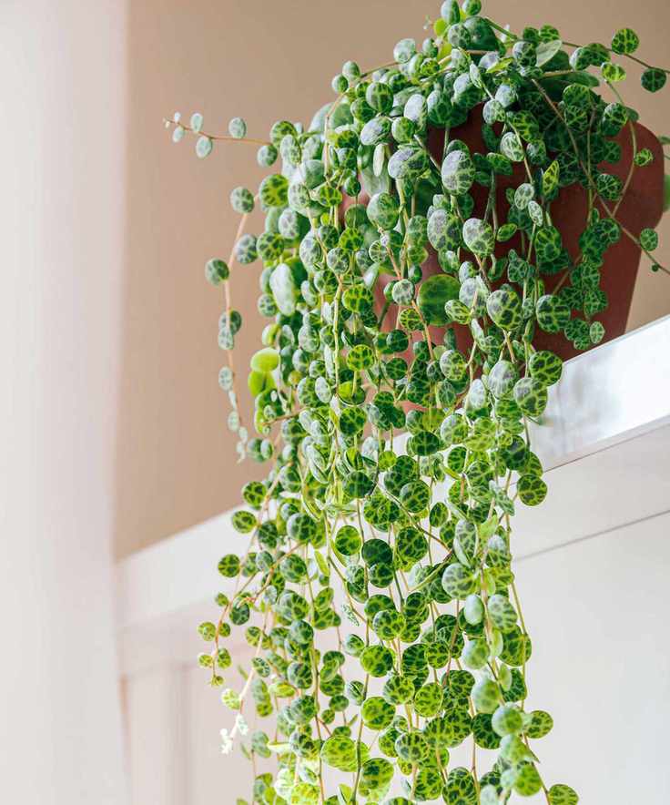 string of turtles plant on shelf