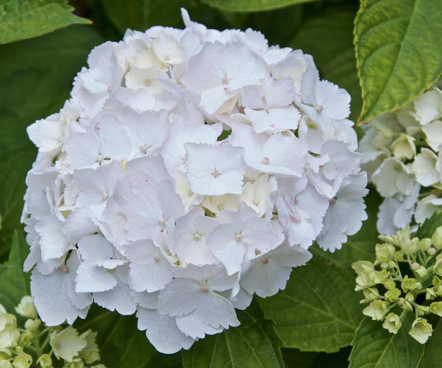 hydrangea Madame Emile Moulli&amp;egrave;re flowering in border