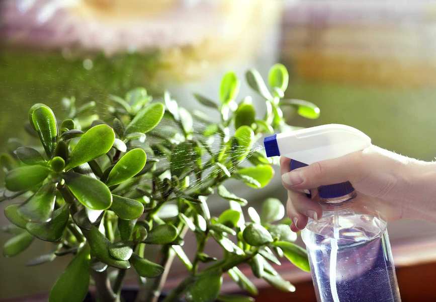 jade plant