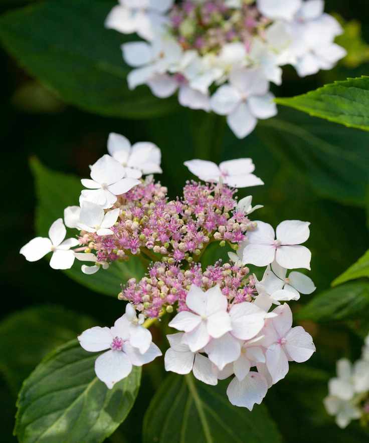 hydrangea Lanarth White flowering in summer border