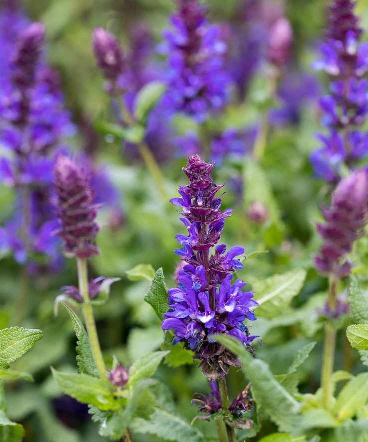 Blue Marvel salvias growing in cottage garden display