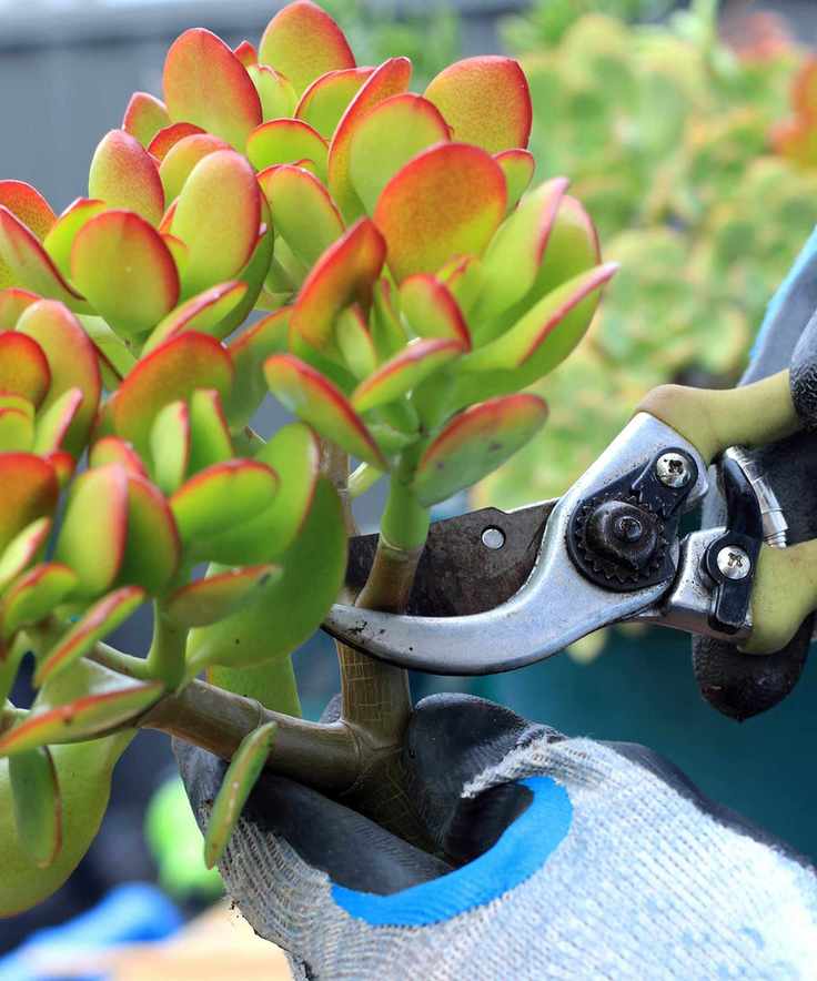 pruning a jade plant