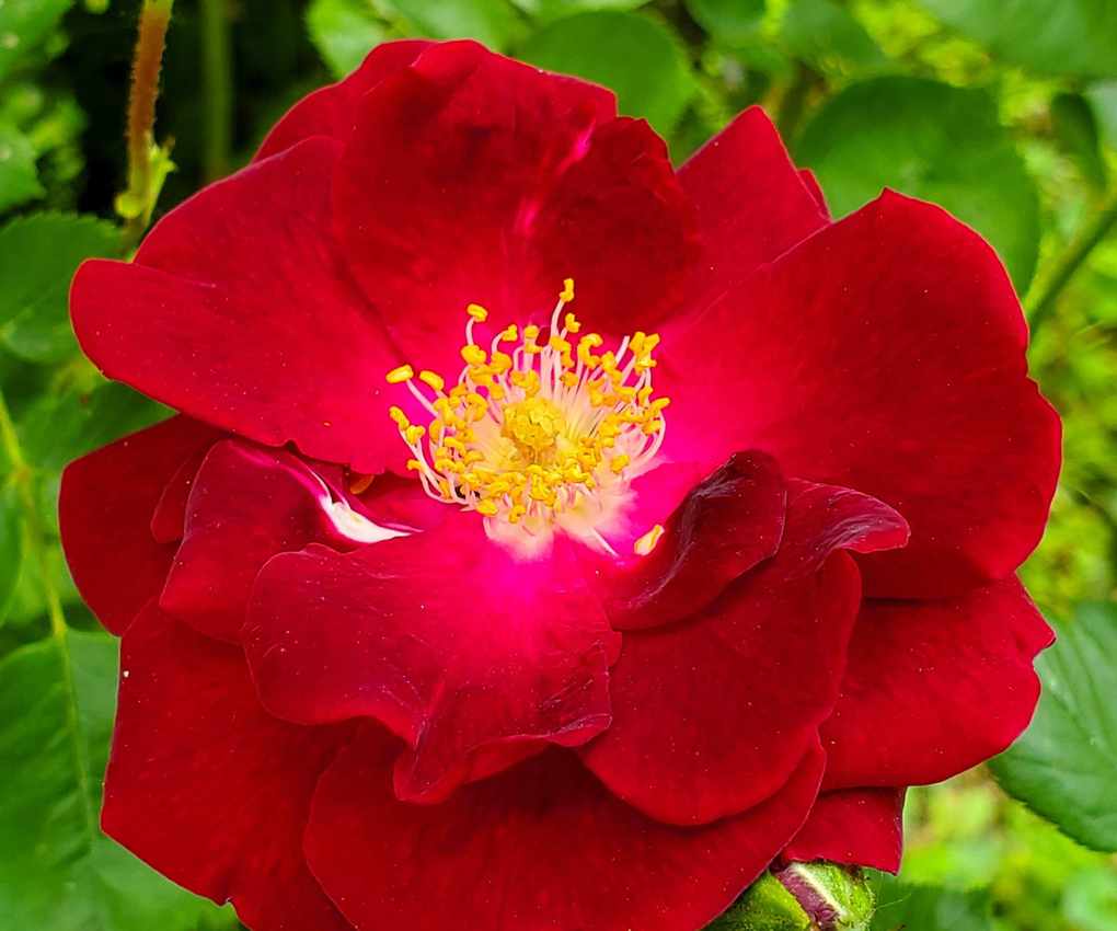 Red knock out roses in bloom