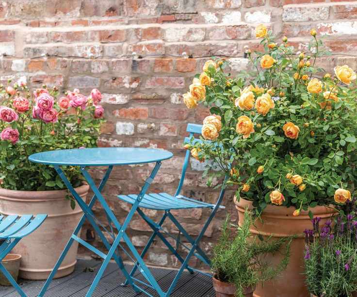 Lady of Shalott patio rose in a container