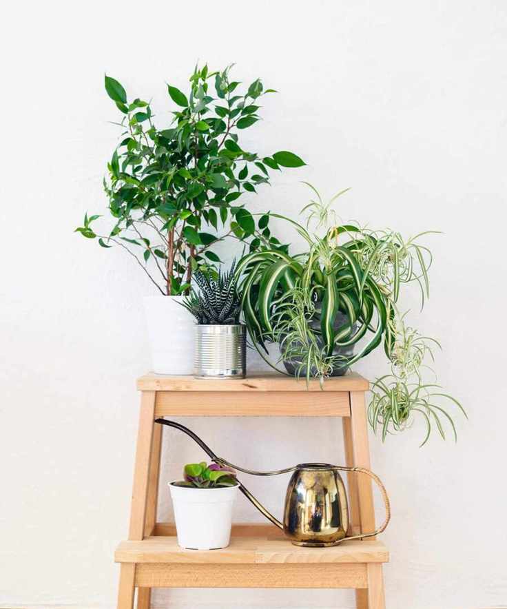 spider plant on a small ladder
