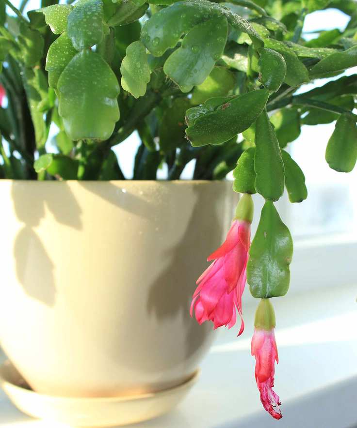 Fine pink flower of Schlumbergera in a flowerpot
