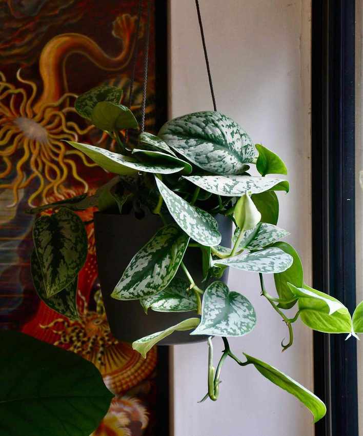 satin pothos, Scindapsus pictus 'Trebie' as a house plant
