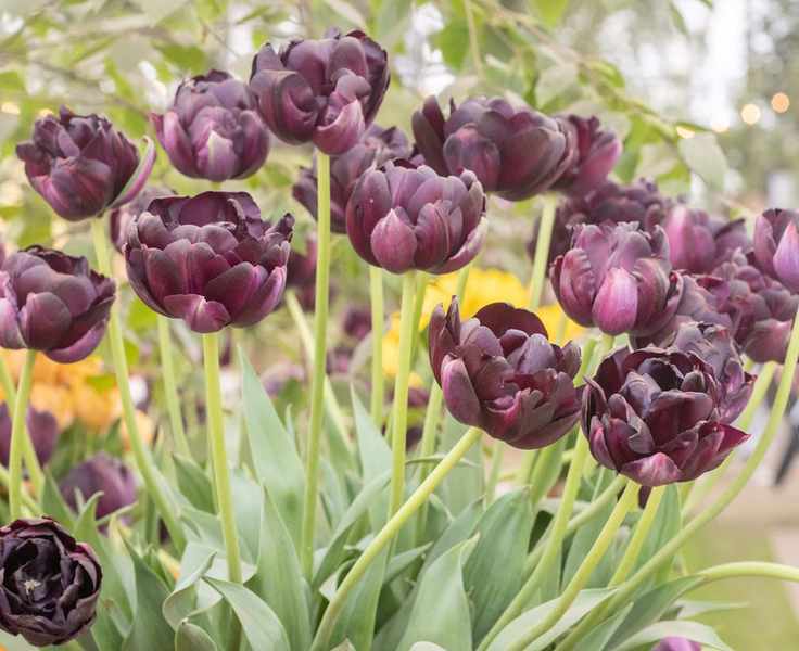 Black Hero Tulips