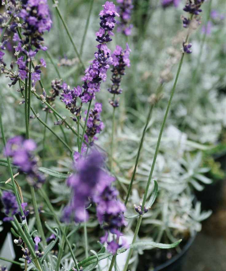 Lavender in bloom