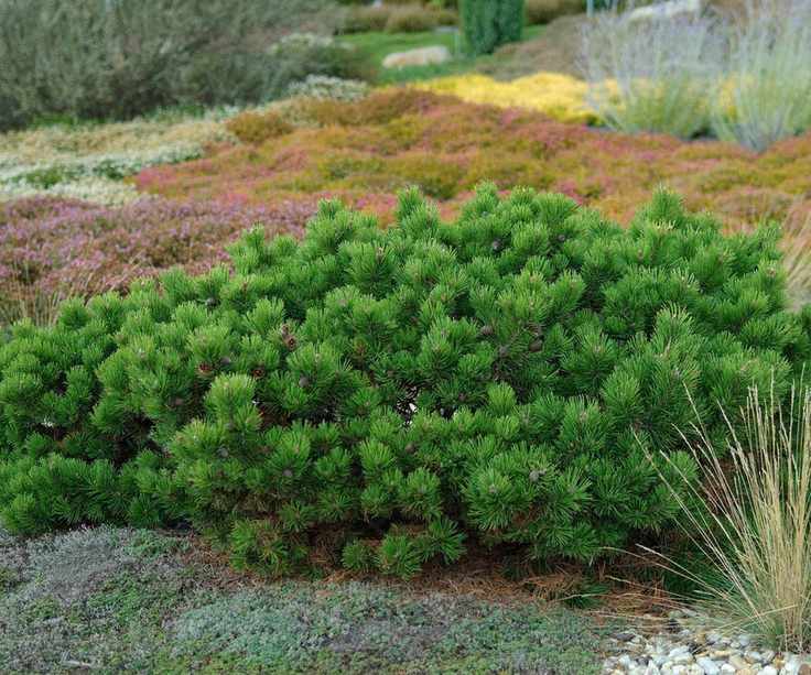 Mountain pine, Mugo pine (Pinus mugo 'Hesse')