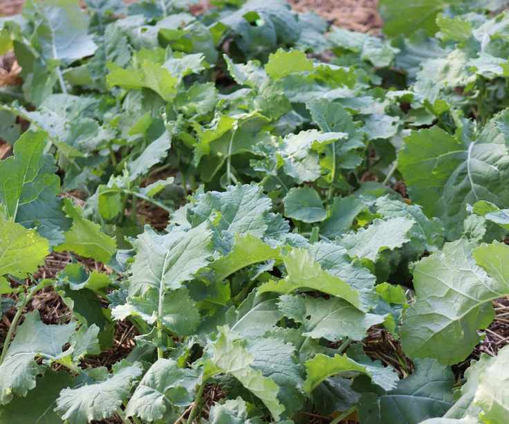 Rutabaga plants growing in a vegetable garden