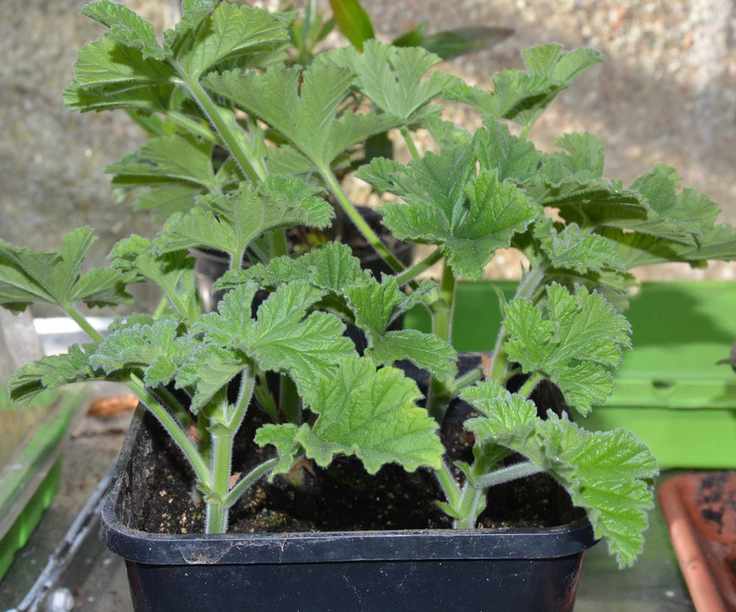 A pot of pelargonium cuttings that have rooted well and are growing