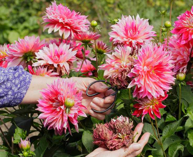 Woman deadheading dahlias