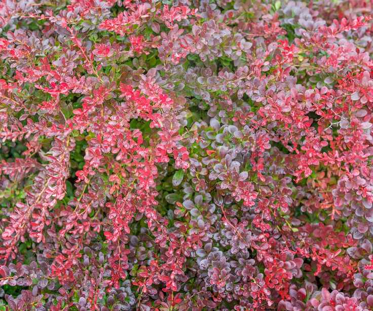 berberis 'Atropurpurea Nana' flourishing in fall container display