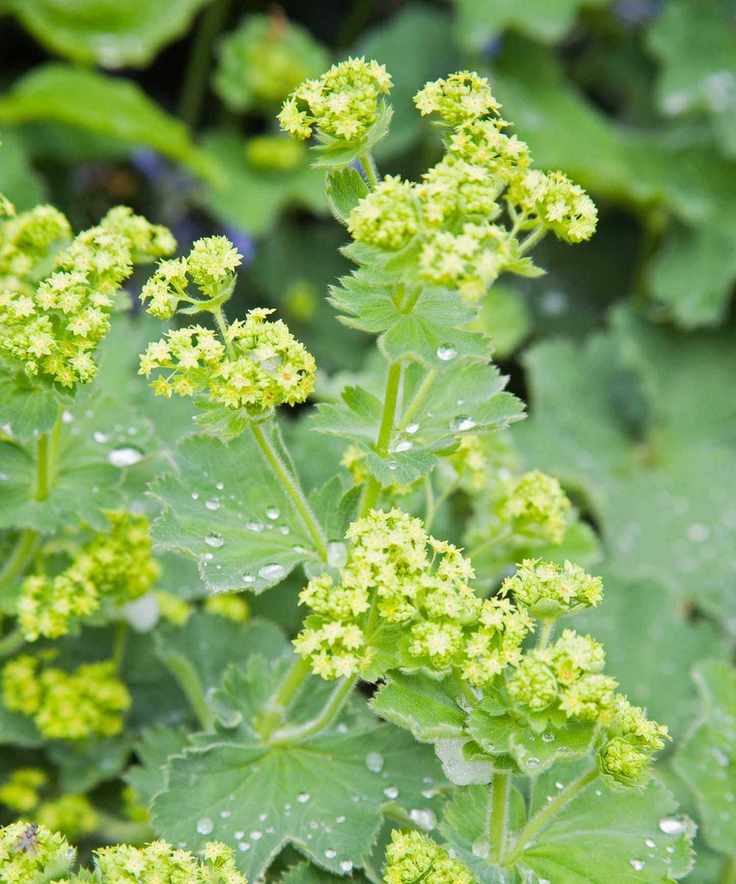 lady's mantle