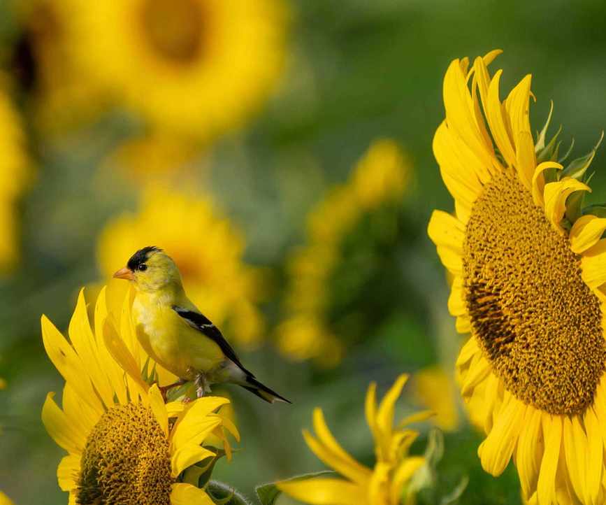 sunflower with gold finch